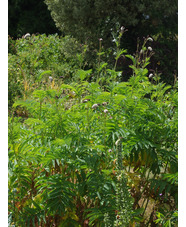 Sanguisorba 'Frilly Green'