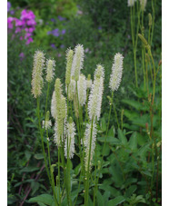 Sanguisorba canadensis hybrid