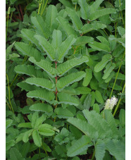 Sanguisorba canadensis hybrid