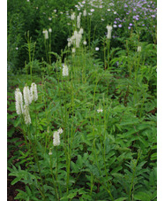 Sanguisorba canadensis hybrid