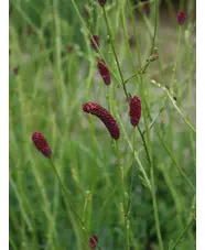 Sanguisorba 'Cangshan Cranberry'