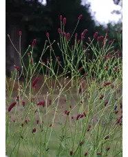 Sanguisorba 'Cangshan Cranberry'