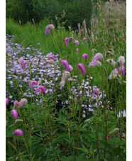 Sanguisorba hakusanensis