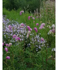 Sanguisorba hakusanensis
