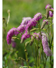 Sanguisorba hakusanensis