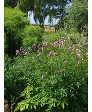 Sanguisorba hakusanensis