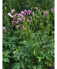 Sanguisorba hakusanensis