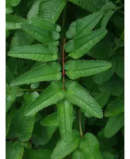 Sanguisorba hakusanensis