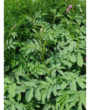 Sanguisorba hakusanensis 'Lilac Squirrel'