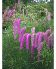 Sanguisorba hakusanensis 'Lilac Squirrel'