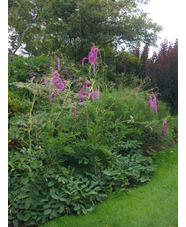 Sanguisorba hakusanensis 'Lilac Squirrel'