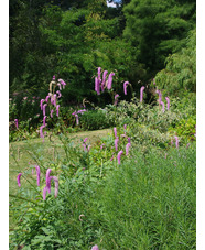 Sanguisorba hakusanensis 'Lilac Squirrel'