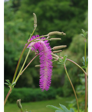 Sanguisorba hakusanensis 'Lilac Squirrel'