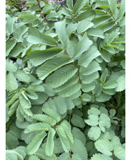 Sanguisorba obtusa 'Alba'