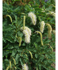 Sanguisorba obtusa 'Alba'