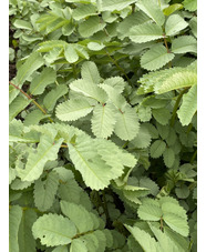 Sanguisorba obtusa white-flowered