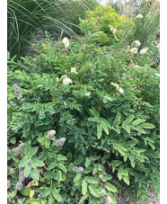 Sanguisorba obtusa white-flowered