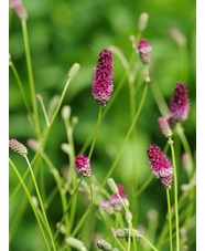 Sanguisorba officinalis