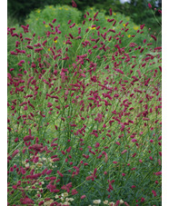 Sanguisorba officinalis