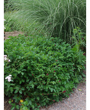 Sanguisorba 'Tanna'