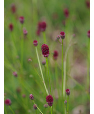 Sanguisorba 'Tanna'