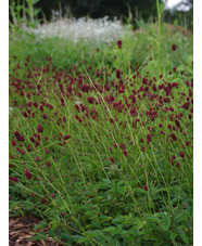 Sanguisorba 'Tanna'