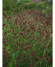 Sanguisorba officinalis