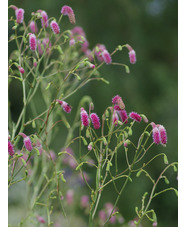 Sanguisorba 'Pink September'