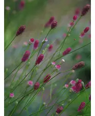 Sanguisorba 'Prim & Proper'