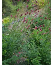 Sanguisorba 'Prim & Proper'