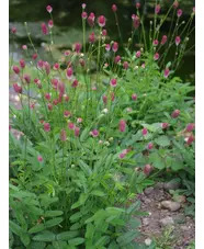 Sanguisorba 'Prim & Proper'