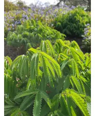 Sanguisorba tenuifolia
