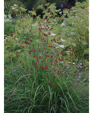 Sanguisorba tenuifolia