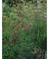 Sanguisorba tenuifolia