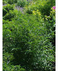 Sanguisorba tenuifolia