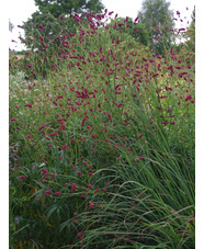 Sanguisorba tenuifolia