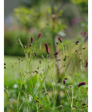 Sanguisorba tenuifolia