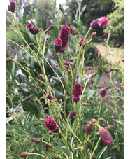 Sanguisorba tenuifolia 'Pieters'