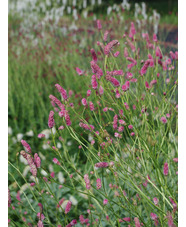 Sanguisorba tenuifolia 'Pink Elephant'