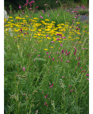 Sanguisorba tenuifolia 'Pink Elephant'