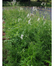 Sanguisorba tenuifolia var. alba