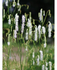 Sanguisorba tenuifolia var. alba