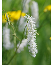 Sanguisorba tenuifolia var. alba