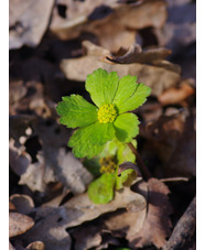 Sanicula epipactis