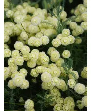 Santolina pinnata subsp. neapolitana