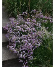 Saponaria &times; lempergii 'Max Frei'