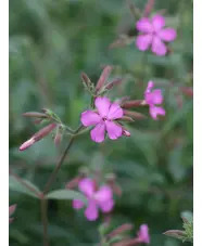 Saponaria &times; lempergii 'Max Frei'