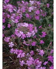 Saponaria &times; lempergii 'Max Frei'