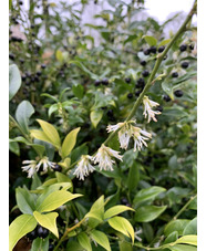 Sarcococca confusa