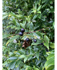 Sarcococca confusa